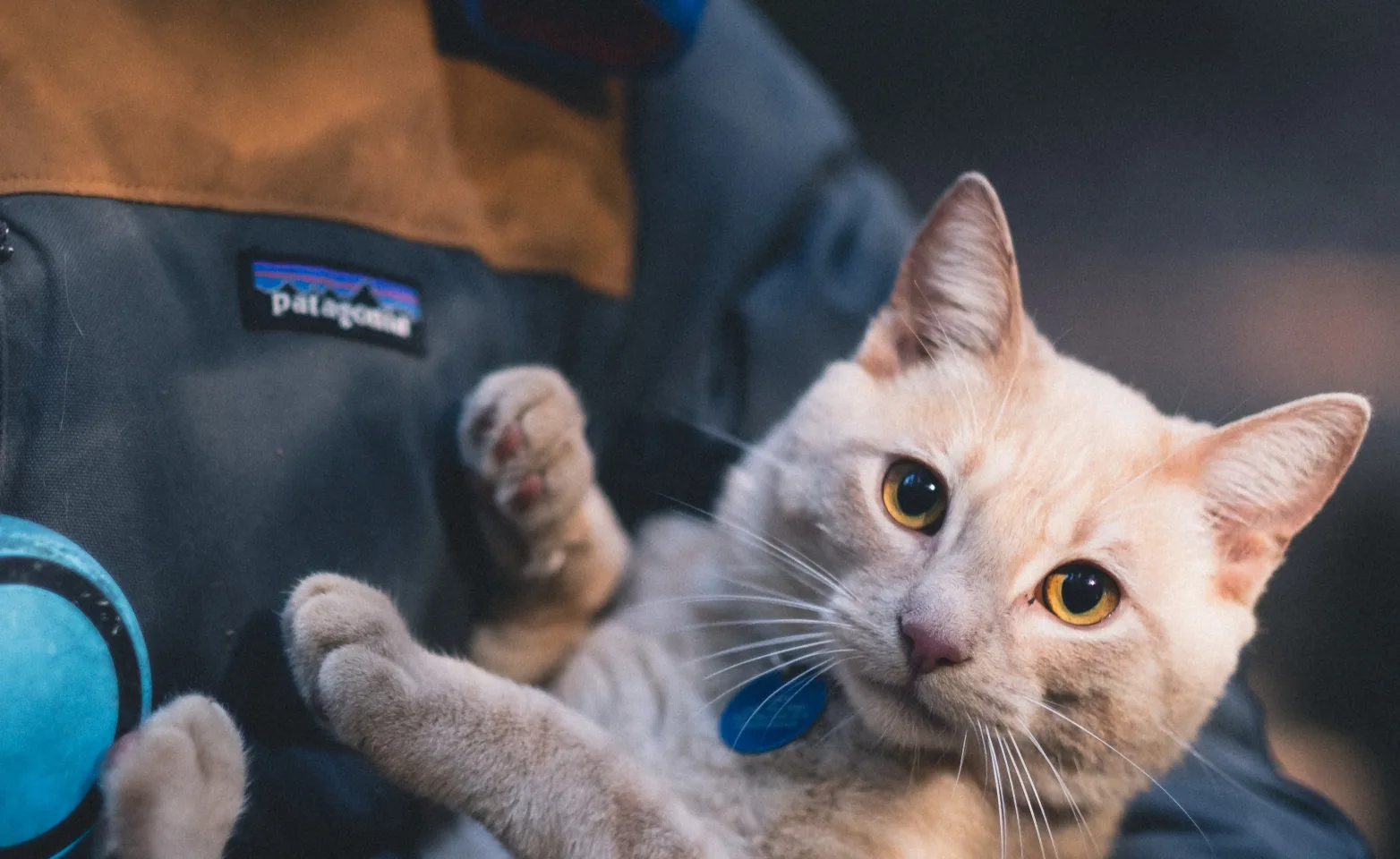 Cat being held by a Team Member